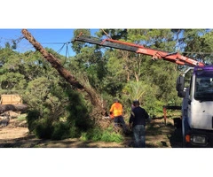 Tree Pruning Sydney
