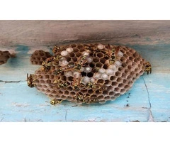 Melbourne Wasp Removal: Safe and Reliable Solutions for Your Property