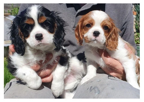 Lovely Cavalier King Charles Spaniel Puppies. - 1/4