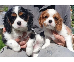Lovely Cavalier King Charles Spaniel Puppies.