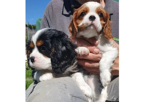 Lovely Cavalier King Charles Spaniel Puppies. - 2/4