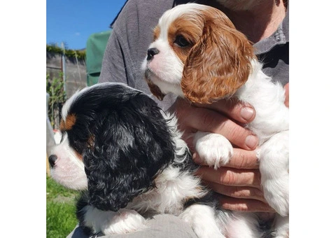 Lovely Cavalier King Charles Spaniel Puppies. - 3/4