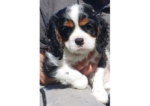 Lovely Cavalier King Charles Spaniel Puppies. - 4/4