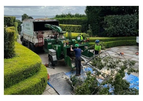 Tree Removal St Ives