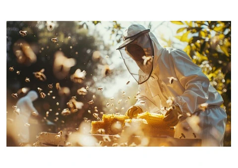 Affordable Bee Control Services in Sydney