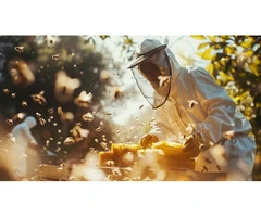 Affordable Bee Control Services in Sydney