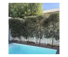 Get the Perfect Faux Olive Tree for Your Decor