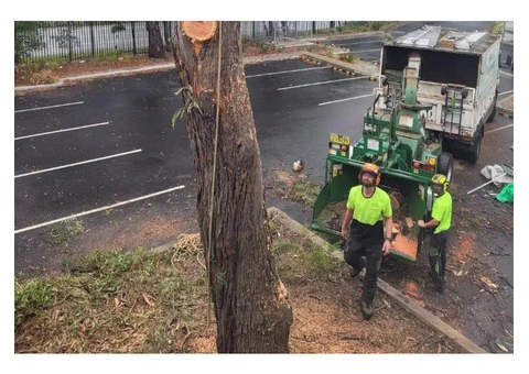 Tree Removal Willoughby