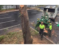 Tree Removal Willoughby