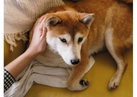 Giving the respect they deserve at home pet euthanasia Melbourne