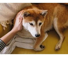 Giving the respect they deserve at home pet euthanasia Melbourne