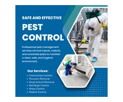 Pest Control Sandhurst – Protecting Homes from Unwanted Pests