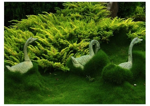 Trays of Zoysia (No Mow) Tenuifolia - 330mm x 330mm - Free Delivery. - 1/17