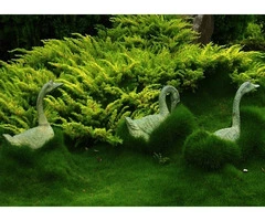 Trays of Zoysia (No Mow) Tenuifolia - 330mm x 330mm - Free Delivery.