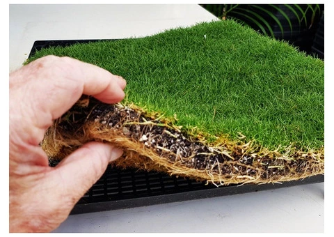 Trays of Zoysia (No Mow) Tenuifolia - 330mm x 330mm - Free Delivery. - 2/17