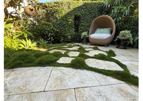 Trays of Zoysia (No Mow) Tenuifolia - 330mm x 330mm - Free Delivery. - 5/17