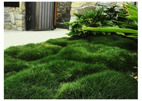 Trays of Zoysia (No Mow) Tenuifolia - 330mm x 330mm - Free Delivery. - 6/17