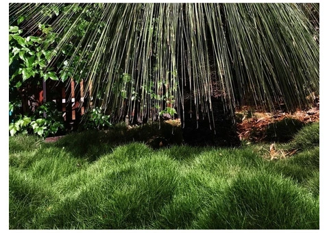 Trays of Zoysia (No Mow) Tenuifolia - 330mm x 330mm - Free Delivery. - 9/17