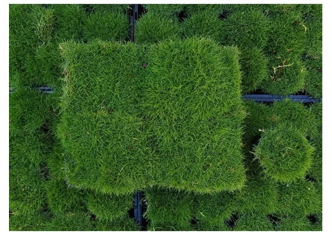 Trays of Zoysia (No Mow) Tenuifolia - 330mm x 330mm - Free Delivery. - 10/17