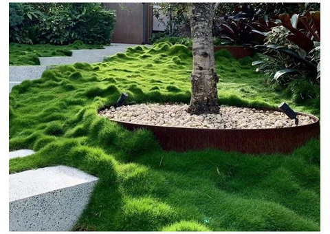 Trays of Zoysia (No Mow) Tenuifolia - 330mm x 330mm - Free Delivery. - 11/17