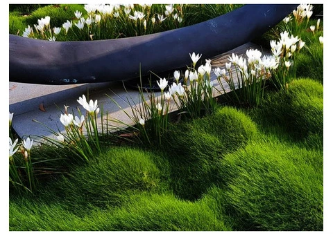 Trays of Zoysia (No Mow) Tenuifolia - 330mm x 330mm - Free Delivery. - 15/17