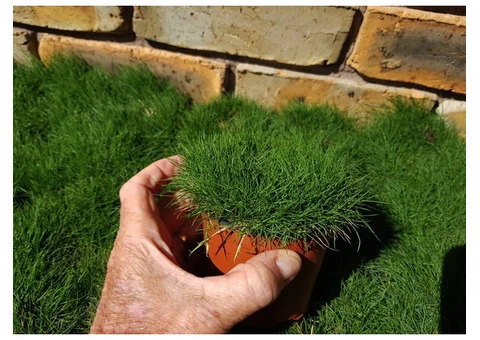 Trays of Zoysia (No Mow) Tenuifolia - 330mm x 330mm - Free Delivery. - 17/17