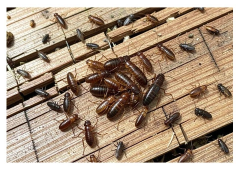 Stop Costly Damage By Hiring Expert Termite Pest Control Service