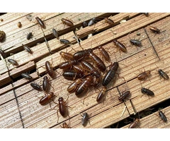 Stop Costly Damage By Hiring Expert Termite Pest Control Service