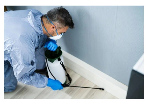 Affordable Moth Control in Sydney You Can Trust