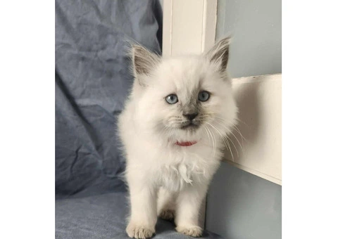 Well raised Ragdoll kittens for sale with blue eyes - 1/5