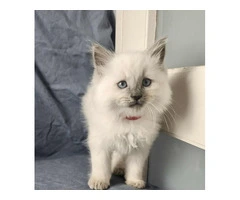 Well raised Ragdoll kittens for sale with blue eyes