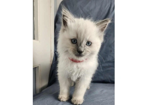 Well raised Ragdoll kittens for sale with blue eyes - 2/5