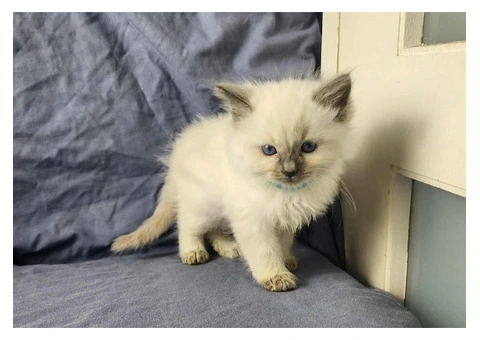 Well raised Ragdoll kittens for sale with blue eyes - 3/5