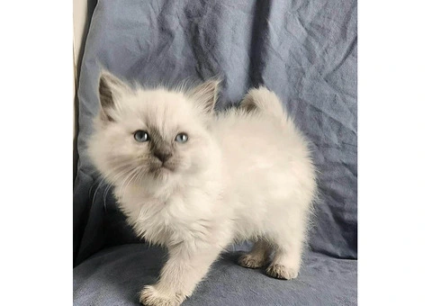 Well raised Ragdoll kittens for sale with blue eyes - 4/5