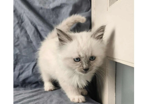 Well raised Ragdoll kittens for sale with blue eyes - 5/5