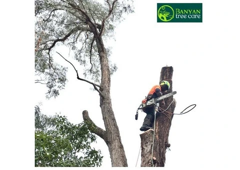 Qualified Arborist in Melbourne for Safe and Healthy Trees