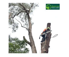 Qualified Arborist in Melbourne for Safe and Healthy Trees