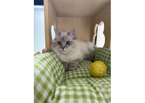 Cat Boarding Services in Melbourne Your Cat Will Love