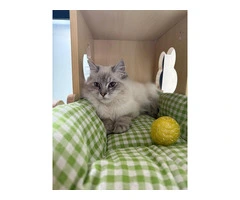 Cat Boarding Services in Melbourne Your Cat Will Love