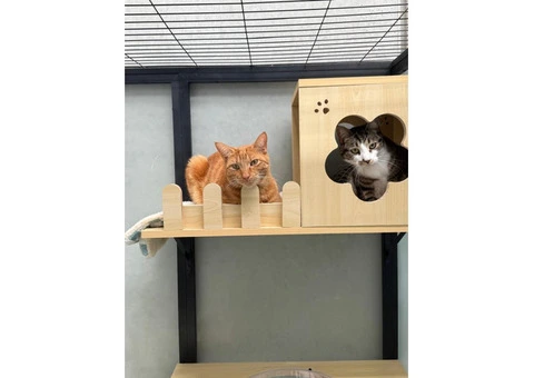 Reliable Cat Boarding Price in Melbourne for Long Stays