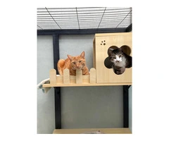 Reliable Cat Boarding Price in Melbourne for Long Stays