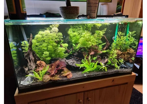Oasis Aquariums – Your Trusted Aquarium Store in Sydney and Australia