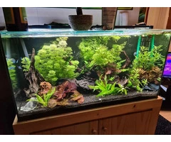 Oasis Aquariums – Your Trusted Aquarium Store in Sydney and Australia