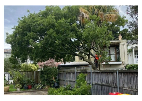 Tree Removal Eastern Suburbs Sydney