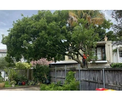 Tree Removal Eastern Suburbs Sydney