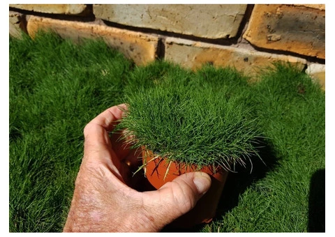Trays of Zoysia (No Mow) Tenuifolia - 330mm x 330mm - Free Delivery - 1/10