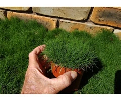 Trays of Zoysia (No Mow) Tenuifolia - 330mm x 330mm - Free Delivery