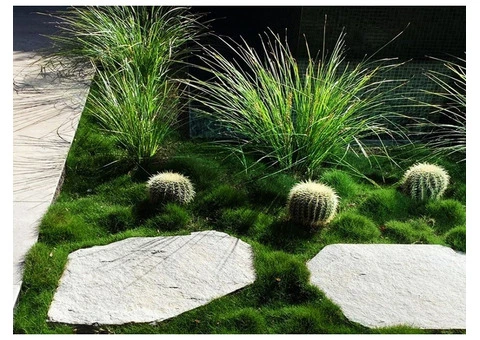 Trays of Zoysia (No Mow) Tenuifolia - 330mm x 330mm - Free Delivery - 2/10