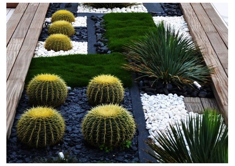 Trays of Zoysia (No Mow) Tenuifolia - 330mm x 330mm - Free Delivery - 6/10