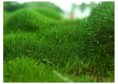 Trays of Zoysia (No Mow) Tenuifolia - 330mm x 330mm - Free Delivery - 9/10